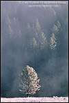 Photo: Ice fog & frost on grass & tree, on a cold autumn morning, Hayden Valley, Yellowstone National Park, WYOMING