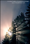Picture: Misty fall morning sunrise & godbeams through pine tree, Hayden Valley, Yellowstone National Park, WYOMING
