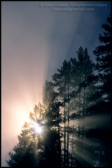 Photo: Misty fall morning sunrise & godbeams through pine tree, Hayden Valley, Yellowstone National Park, Wyoming