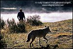 Picture: Close encounter between tourist and a wild coyote in the Hayden Valley, Yellowstone National Park, WYOMING