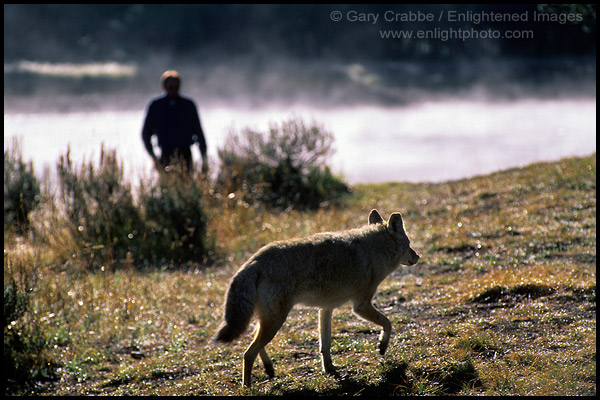 Photo: Close encounter between tourist and a wild coyote in the Hayden Valley, Yellowstone National Park, Wyoming