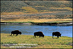 Photo: Buffalo herd grazing by stream in fall in the Hayden Valley, Yellowstone National Park, WYOMING