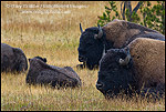 Photo: American Bison Buffalo herd at Buscuit Basin, Yellowstone National Park, Wyoming
