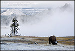 Photo: American Bison Buffalo at Firehole Lake after a fall snow storm, Yellowstone National Park, Wyoming