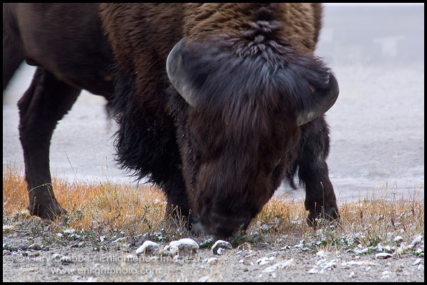 Photo: American Bison Buffalo at Firehole Lake, Midway Geyser Basin, Yellowstone National Park, Wyoming