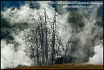 Picture: Geothermal steam behind trees, Upper Geyser Basin, Yellowstone National Park, Wyoming