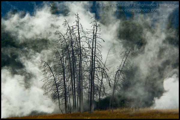 Photo: Geothermal steam behind trees, Upper Geyser Basin, Yellowstone National Park, Wyoming