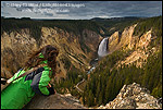 Photo: Japanese tourist woman at scenic Lookout Point overlook above Lower Yellowstone Falls, Yellowstone National Park, Wyoming