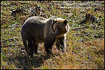 Photo: Grizzly Bear, in grass field, Yellowstone National Park, Wyoming