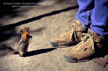 Stock Photo Image, Animal - Chipmunk and hiker shoes on Cleetwood Trail, Crater Lake National Park, Oregon