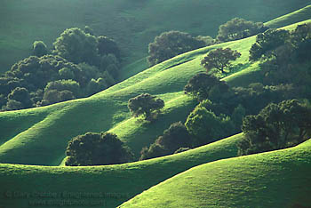 Photo of green hills in spring