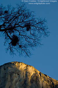 First light on El Capitan, Yosemite, California