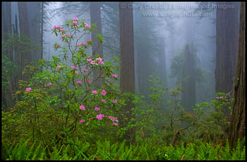 Redwood Forest