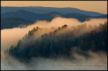 Forest Fog