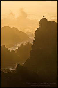 Photo: Seagull and crashig wave at sunset, Jug Handle State Reserve, Mendocino County, California
