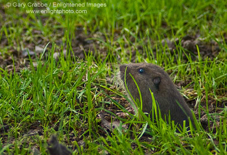 Gopher poking head out of ground burrow, Redwood Regional Park, Berkeley Hills, California