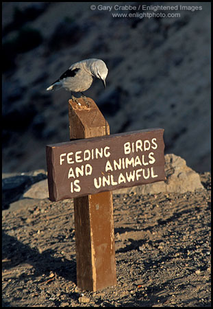 Clarks Nutcracker bird on sign  warning not to feed the animals, Crater Lake National Park, Oregon