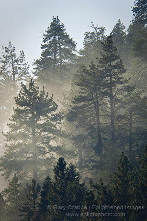 Afternoon cloud drifting into trees, Mineral King, Sequoia National Park, California