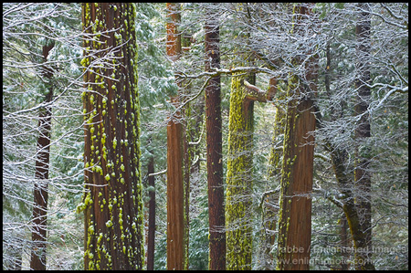 Photo: Trees frosted in snow, Yosemite Valley, Yosemite National Park, California