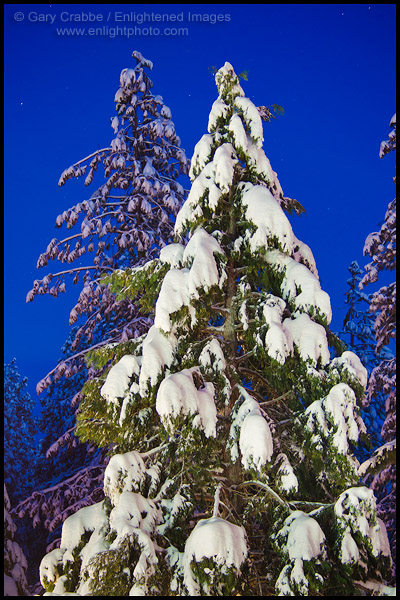 Photo: Pine trees covered in snow on a winter evening, near Arnold, Calaveras County, California