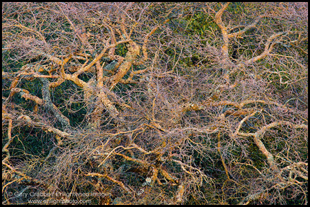 Oak Tree branches mirroring nerve cells in the brain and the distribution of matter in the universe following the Big Bang, Briones Regional Park, Contra Costa County, California