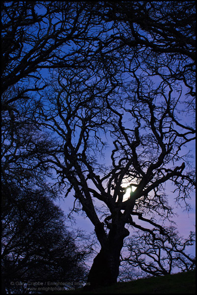 Moonrise in evening behind oak trees, Briones Regional Park, Contra Costa County, California