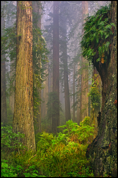 Image: Sunlight creeps into a foggy redwood forest, Redwood National Park, Del Norte County, California