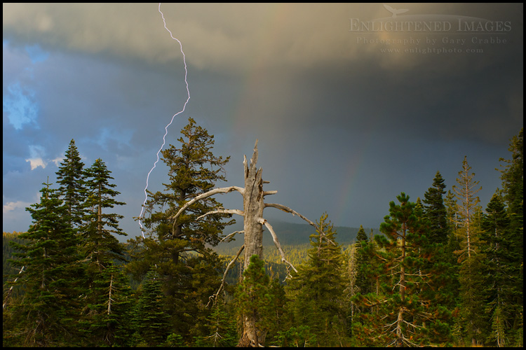 Image: Lightning bolt in forest near the Sierra Buttes, Northern Sierra, California