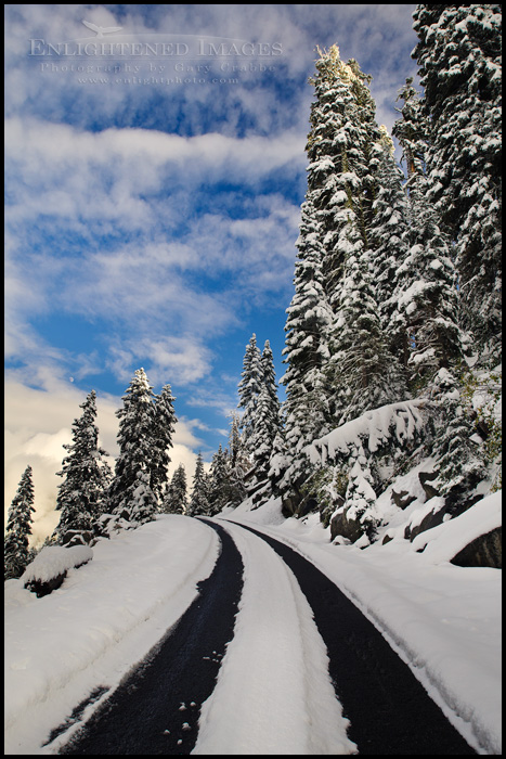Image: Snow covered pine trees along road to Echo Summit, near Lake Tahoe, California