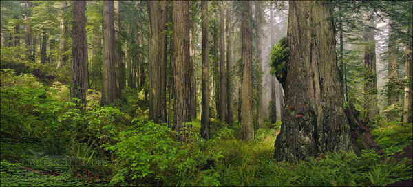 Image: Redwood forest, Redwood National Park, Del Norte County, California