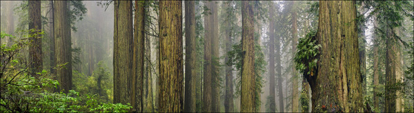 Image: Redwood forest, Redwood National Park, Del Norte County, California