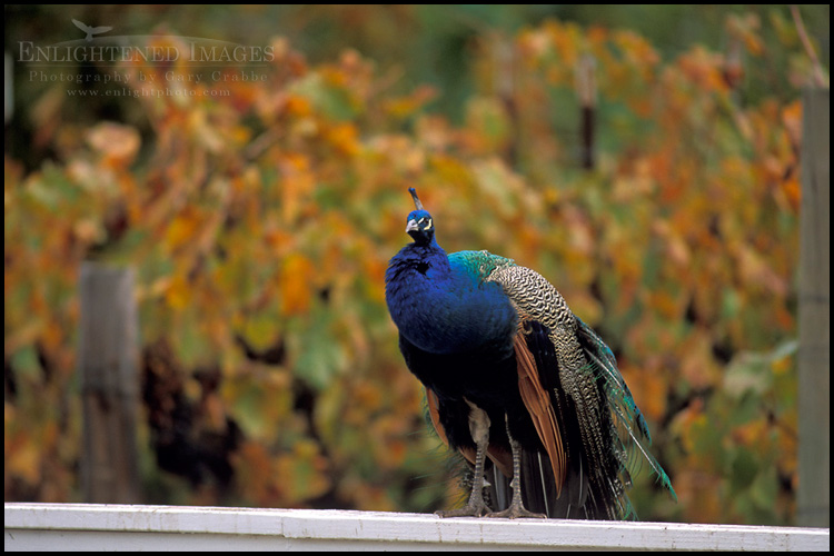 Image: Peacock in front of vineyard in fall, near Avila Beach, California