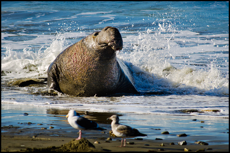 Image: Bull Elephant seal coming ashore at Año Nuevo State Park, near Santa Cruz, California