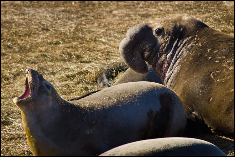 Image: Elephant seal colony at Año Nuevo State Park, near Santa Cruz, California