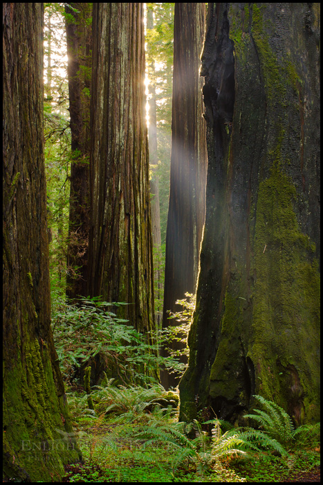 Image: Sunlight in a redwood forest, Redwood National Park, California