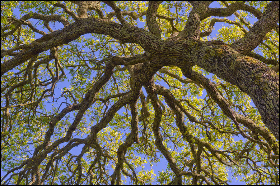 Image: Oak tree branches detail in spring, Briones Regional Park, Contra Costa County, California