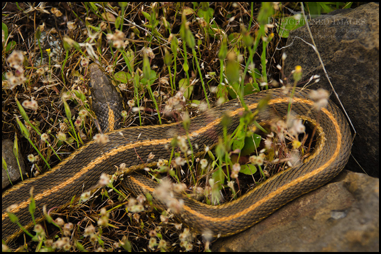 Image: Snake in the rocks and grass, Table Mountain, near Oroville, California
