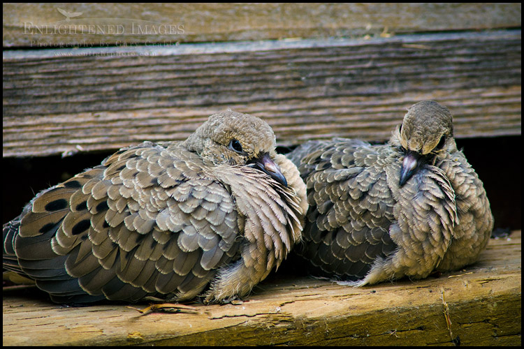 Image: Pair of fledgeling Mourning Dove siblings resting together just moments after taking their first flight out of their nest