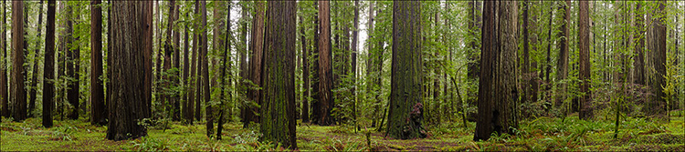 Image: Redwood forest panorama, Humboldt Redwoods State Park, Humboldt County, California