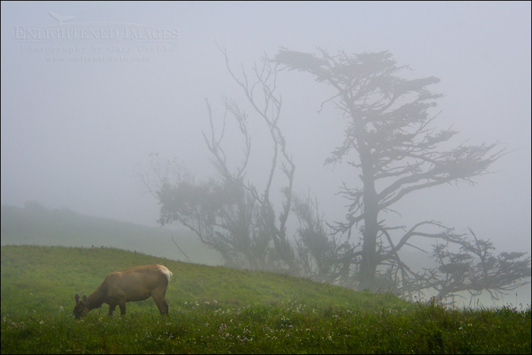 Image: Female elk grazing on grassy hillside in fog, Point Reyes National Seashore, Marin County, California