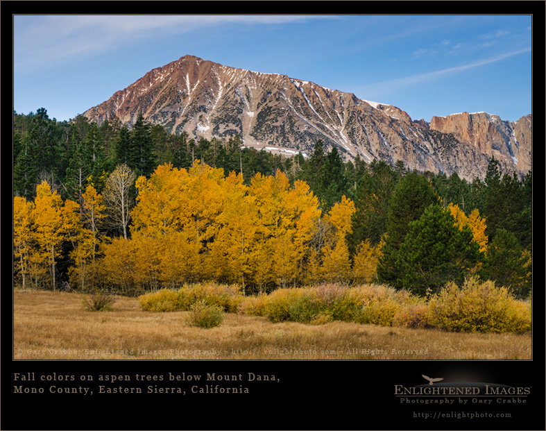Image: Fall colors on aspen trees below Mount Dana, Eastern Sierra, California