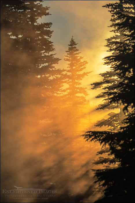 Image: Sunrise light and morning mist through trees in forest, Mount Rainier National Park, Washington
