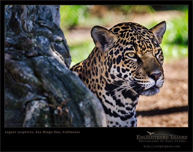 Image: Jaguar (captive), San Diego Zoo, California