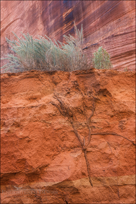 Image: Roots, Buckskin Gulch,  Paria Canyon-Vermilion Cliffs Wilderness Area, Utah