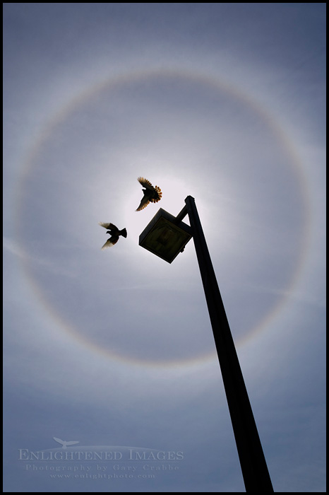 Image: Two birds flying in a Solar Halo circle of refracted light in ice crystals around sun and blue sky and clouds