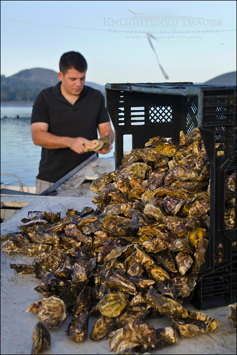 Image: Neal Maloney, owner of Morro Bay Oyster Company, cleaning oysters at his schucking table on his barge in Morro Bay, California