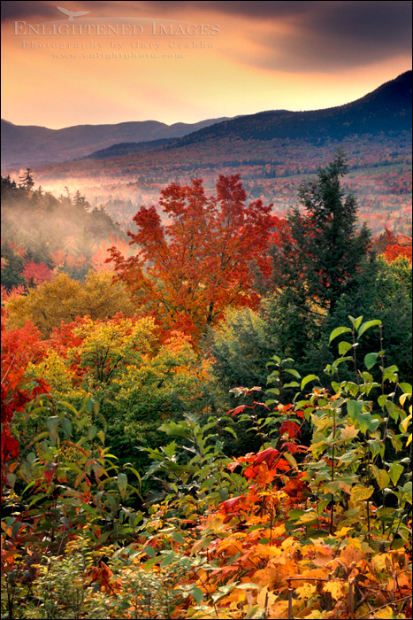 Image: Fall colors on trees in the White Mountain National Forest, New Hampshire