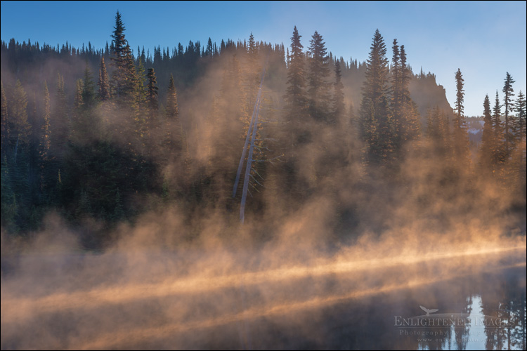 Image: Sunrise light through trees, Mount Rainier National Park, Washington