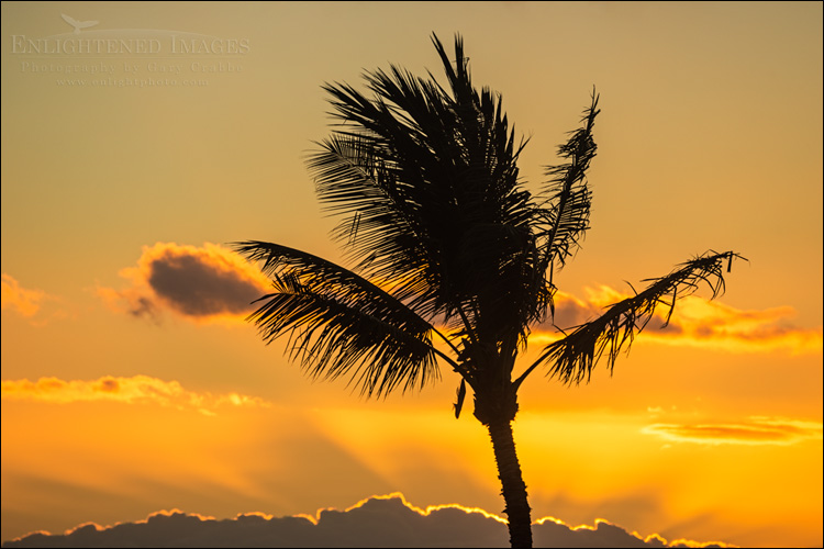Image: Sunset behind palm tree, Kihei, Maui, Hawaii