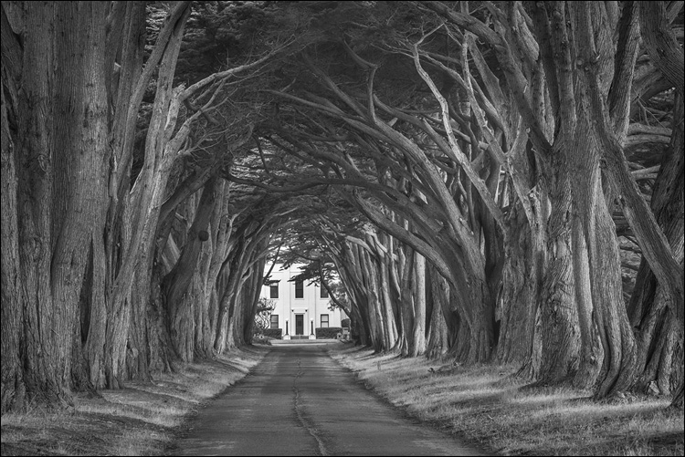 Image: Tree-lined driveway at Point Reyes National Seashore, Marin County, California